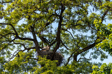 Storchennest im Baum