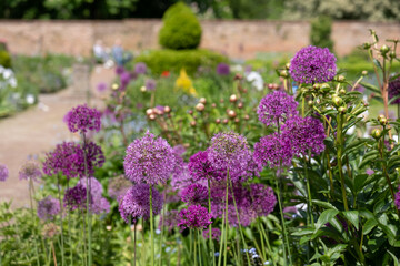 Stunning spherical purple allium flowers at the walled garden in the historical Eastcote House gardens, Eastcote Hillingdon, UK. 