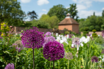 Stunning spherical purple allium flowers at the walled garden in the historical Eastcote House gardens, Eastcote Hillingdon, UK. 