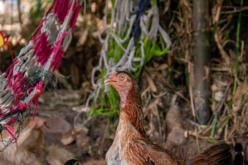 country on the farm