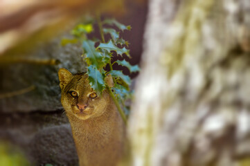 Portrait of little jaguarundi in free nature. 