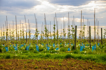 Obstplantage_0253
