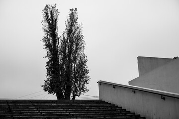 escalera y arbol