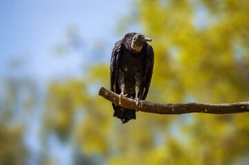 Black condor in a free nature.