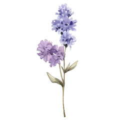 watercolor branch of purple lavender lilac lavender