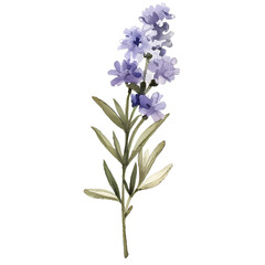 Obraz premium watercolor branch of purple lavender lilac lavender