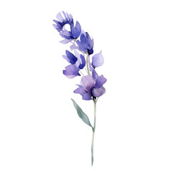 Fototapeta na wymiar watercolor branch of purple lavender lilac lavender