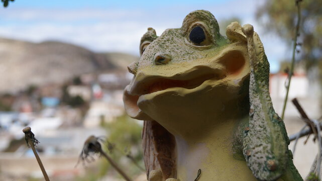 Las ranas de real de 14.