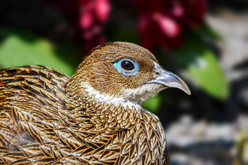 Lovely quil enjoying summer time. 