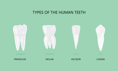 illustration of types of human teeth