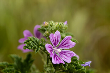 Malva sylvestris, commonly known as common mallow, is a captivating flowering plant. Its slender stems, adorned with an abundance of flowers, range in color from delicate shades of pink and purple.