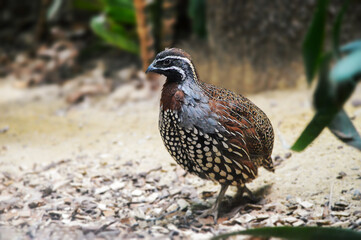 Madagascar quail on a walk in free nature.