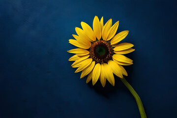 Top view, Yellow sunflower head on deep blue background, flat lay