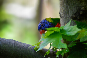 Adorable colorful lory who is enjoying his food. 