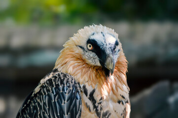 Adorable portrait of bearded vulture. 