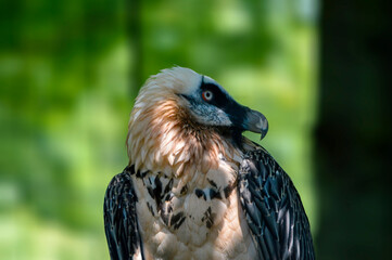 Adorable portrait of bearded vulture. 