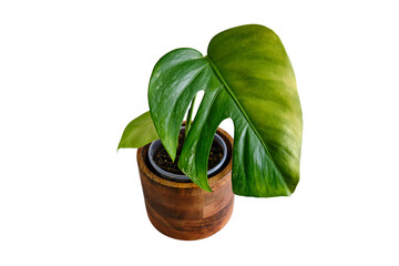 Yellow leaf on a sick houseplant Monstera Albo, white background, isolated on white background. A drying house plant in a flower pot