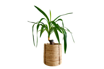 Fototapeta na wymiar Houseplant Yucca in a flower pot against a white brick wall, isolated on white background. Home plant on white table, closeup