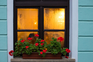 Fototapeta na wymiar ventana en invierno flores rojas