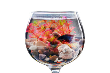 Fish swims in the original fish tank, isolated on a white background. Aquarium in the form of wine glass. Fishbowl with water on a thin leg with a stands on the table. - obrazy, fototapety, plakaty