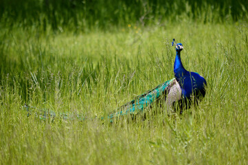 Elegant peacock crown in free nature. 