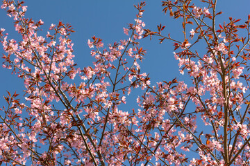 a tree with lots of pink flowers in front of a blue sky