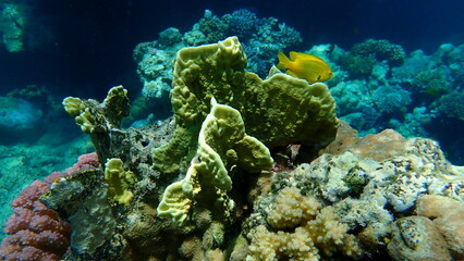 Naklejka na ściany i meble Sheet fire coral or blade fire coral, plate fire coral (Millepora platyphylla) undersea, Red Sea, Egypt, Sharm El Sheikh, Nabq Bay
