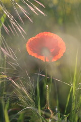 poppy flowers