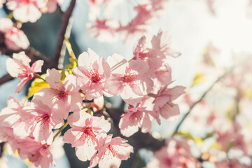 光さす桜