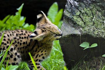 Adorable little serval in free nature playing around.
