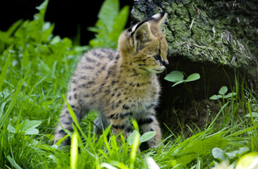 Adorable little serval in free nature playing around.