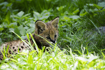 Adorable little serval in free nature playing around.