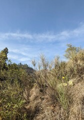 Obraz premium field and sky