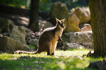 Little baby kangaroo enjoying summer time. 