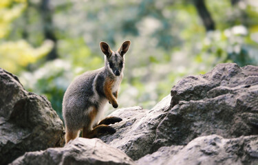 Little baby kangaroo enjoying summer time. 