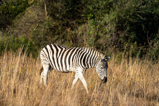 A zebra walking in the wild, photographed in South Africa, in a natural habitat.