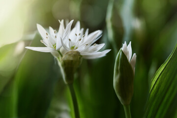 Close up of bear garlic blossom