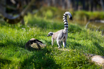 Elegant lemur on a walk on sunny day.