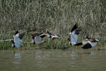 Flocks of gray headed lapwing bird at sundarban mangrove forest, Khulna, Bangladesh