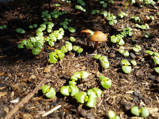 Paddenstoelen in basilikum bed
Mushrooms in basil bed