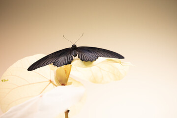 Black Butterfly On White Flower