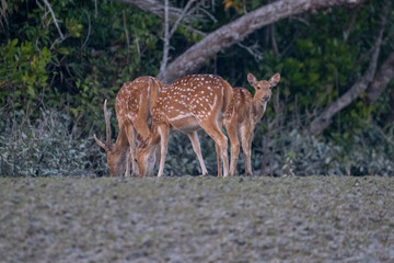 spotted deer in Sundarbans, the largest mangrove forest in the world. Satkhira, Bangladesh