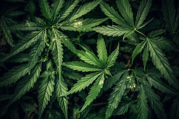 Naklejka na ściany i meble cannabis marijuana leaves on green hemp bushes close-up. Generative AI