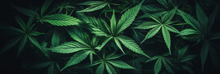 cannabis marijuana leaves on green hemp bushes close-up. Generative AI