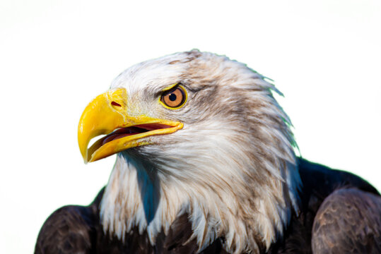 close up of a eagle