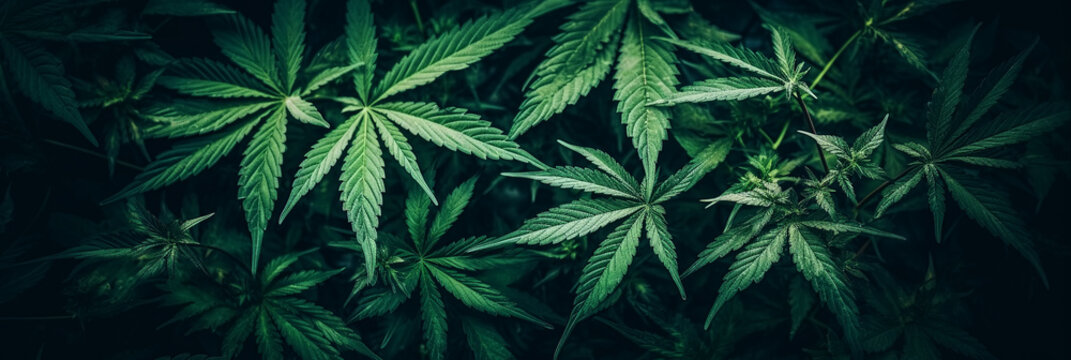 Stockfoto med beskrivningen Marijuana Weed Wallpaper cannabis background