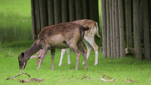 Close up of two Fallow deer grazing near trees with twigs on the ground