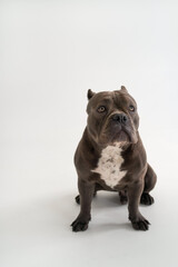 Brown pit bull in front of a white background