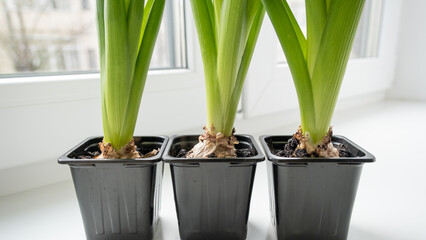 Hyacinth sprouts in small flower pots, spring flowers on the windowsill