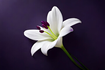 Top view, White lily head on dark purple background, flat lay